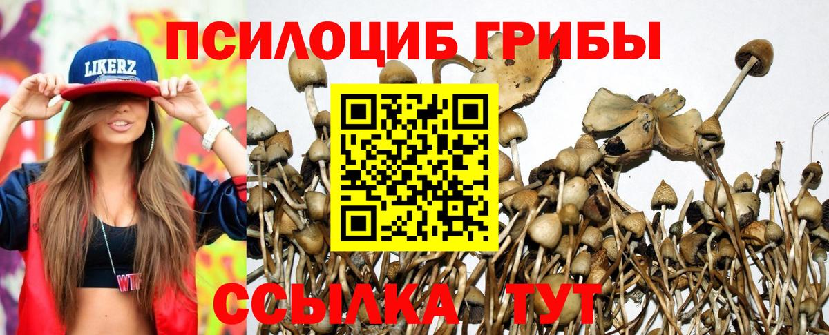 Галлюциногенные грибы Psilocybine cubensis  Псилоцибиновые грибы прущие грибы  Вход с VPN  Елизово 